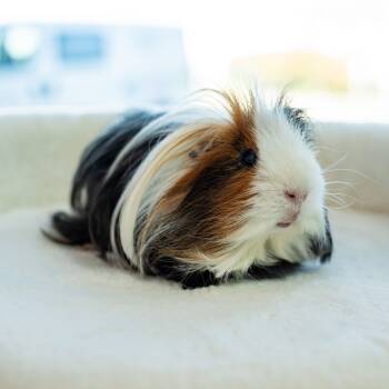 Rescue Guinea Pig Guinea Pigs for Adoption in Warwick, Rhode Island - Fabio | PetCurious